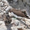 Brown Booby